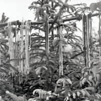 img20251221 14340969